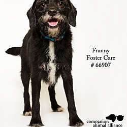 Thumbnail photo of Franny (Foster) #1