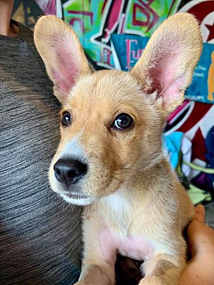 Pittsburgh Pa Shiba Inu Meet Hercules A Pet For Adoption