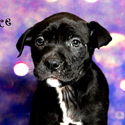 Thumbnail photo of Reece~adopted! #2
