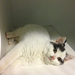 Thumbnail photo of Snowball #3