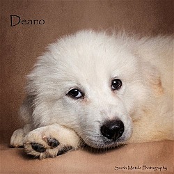 Thumbnail photo of Deano #1