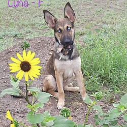 Photo of Luna