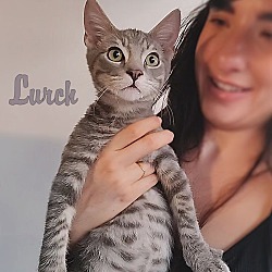 Photo of Lurch