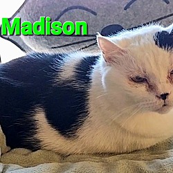 Thumbnail photo of Madison #2