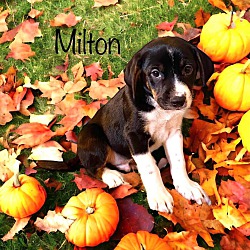 Photo of Milton