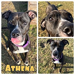 Photo of Athena