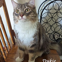 Thumbnail photo of DUKIE #2