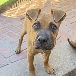 bonded pet photo