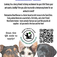 adopt a pet