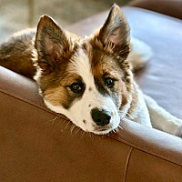 adopt a pet