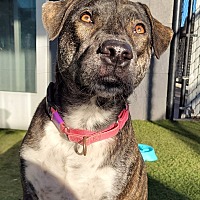 adopt a pet