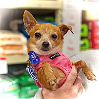 adopt a pet