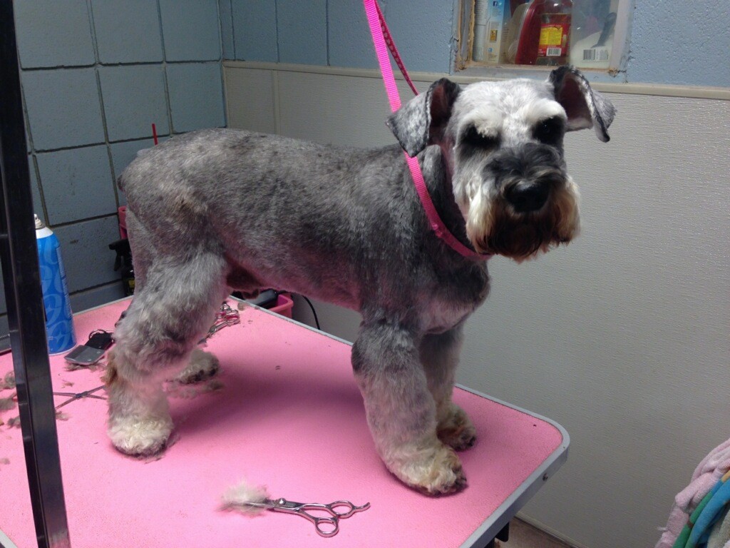 overweight miniature schnauzer
