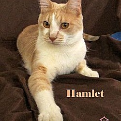 Thumbnail photo of Hamlet #4