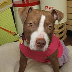 Thumbnail photo of Ruby Sue-Adopted! #2