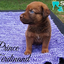 Thumbnail photo of Prince Ferdinand #3