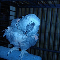 Thumbnail photo of Bacca The African Grey #4