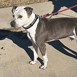 Photo of Bullet