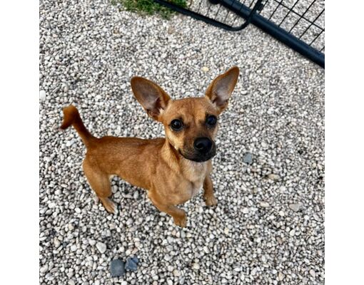 Quakertown Pa Chihuahuadachshund Meet Trish A Pet For Adoption