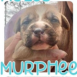Thumbnail photo of Murphee #4