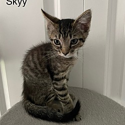 Photo of Skyy