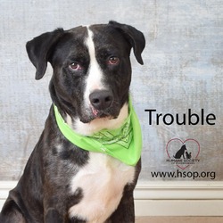 Thumbnail photo of Trouble #2