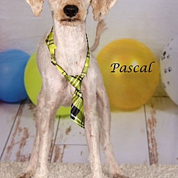 Thumbnail photo of Pascal #2