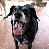 adopt-pet