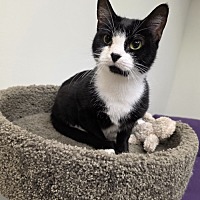 adopt a pet