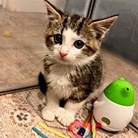 adopt a pet
