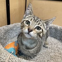 adopt a pet
