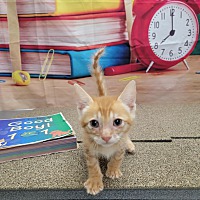 adopt a pet