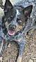 CHIP - Blue Heeler / Australian Cattle Dog available for adoption