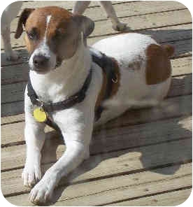 maxwell rat terriers