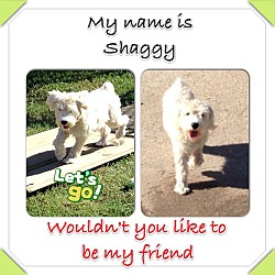 Photo of Shaggy