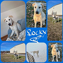 Thumbnail photo of ROCKY #1