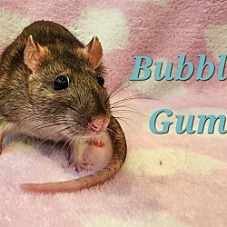 Photo of Bubble Gum