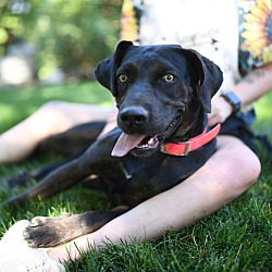 Thumbnail photo of Charlie - Catahoula girl! #2