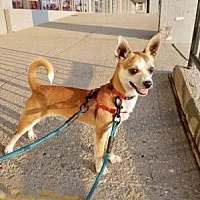 adopt a pet