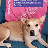 adopt a pet