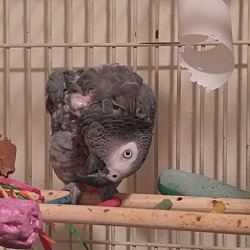 Thumbnail photo of Special Needs African Grey . #2