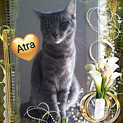 Photo of Atra