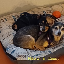 Thumbnail photo of Emmy & Maxx #4