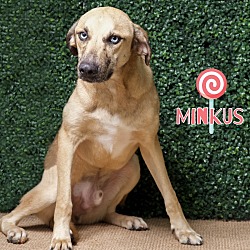 Photo of Minkas