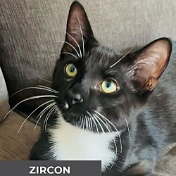 Thumbnail photo of Zircon #1