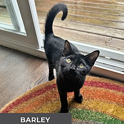 Thumbnail photo of Barley #2