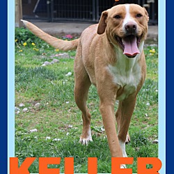 Thumbnail photo of KELLER #1