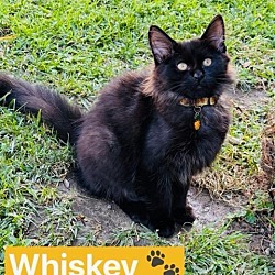 Thumbnail photo of Whiskey #1