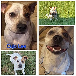 Thumbnail photo of Cujo Lee #2