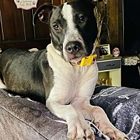 adopt a pet